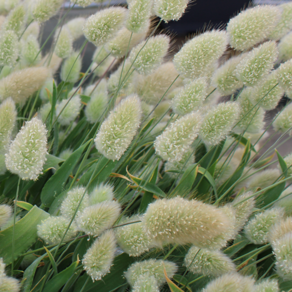 Lagarus ovatus Bunny Tails