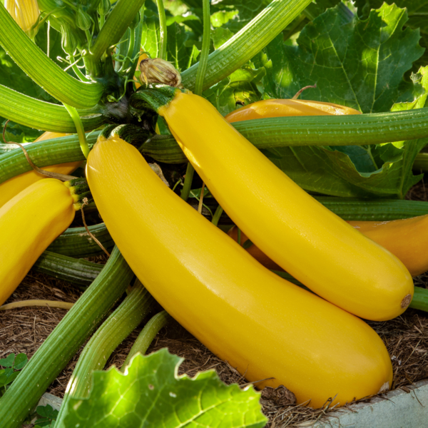 Courgette Lingodor