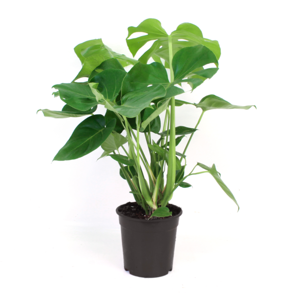 Monstera deliciosa Tauerii