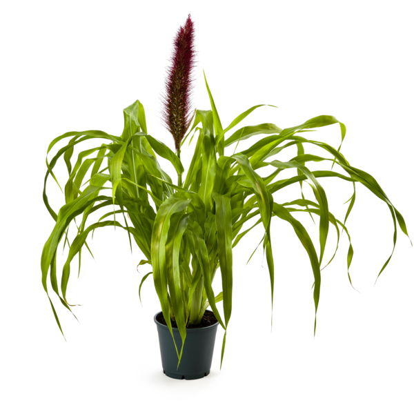 Pennisetum glaucum Jade Princess