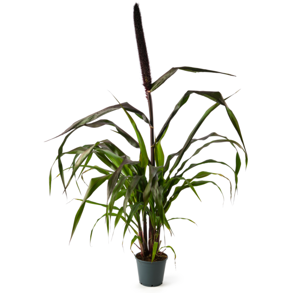 Pennisetum glaucum Purple Baron