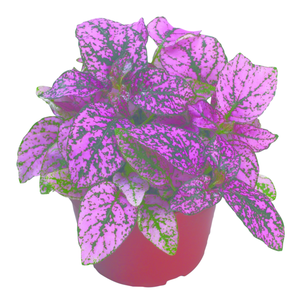 Decor Rose