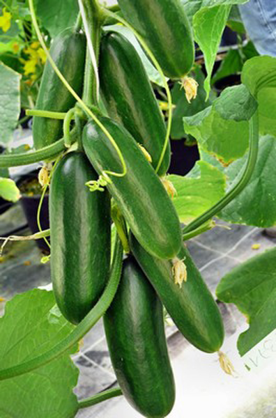 Cucumber Salamanda F1