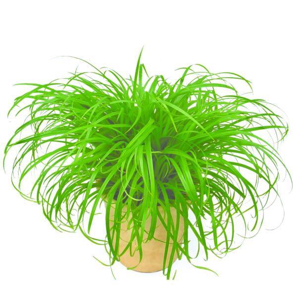 Cyperus alternifolius Zumula